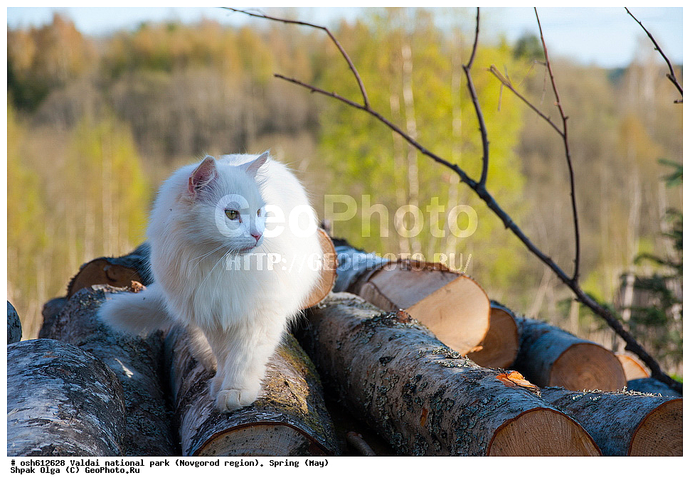 ���������� �������, ������������ �������, �����, ���