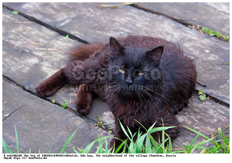 �������� ����, ���������, ����������� ����, �����, ���, ������ ����, ���� �������, ������, ���� ���