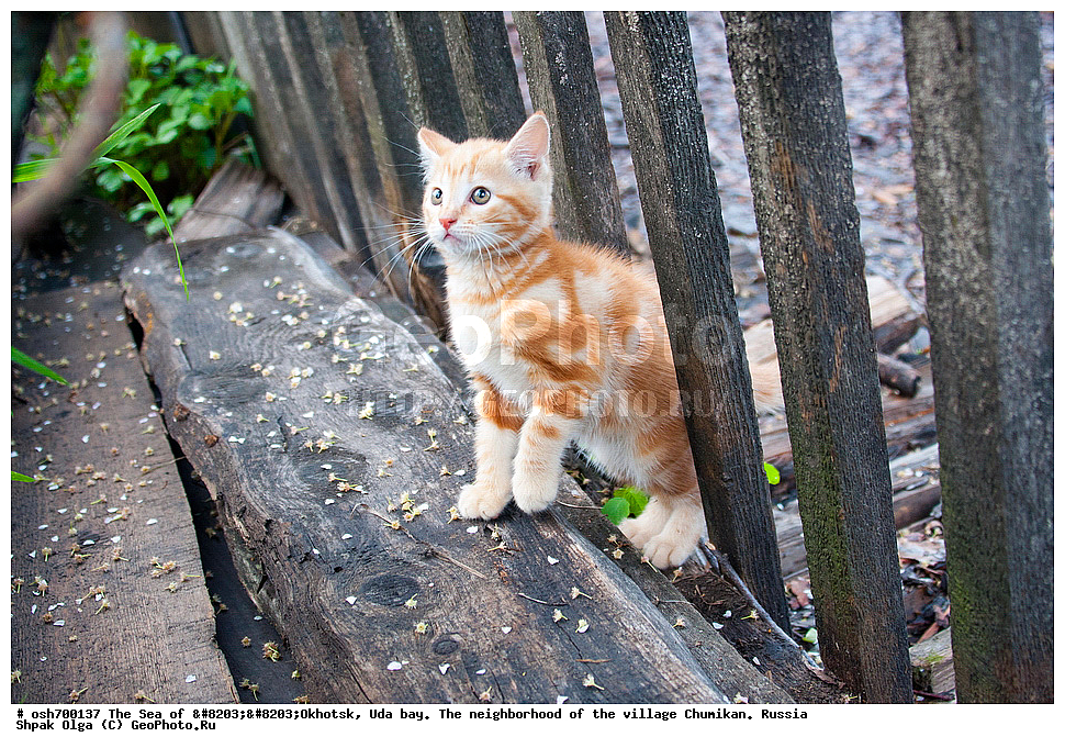 �������� ����, ���������, ����������� ����, �����, ���, ������ ����, ���� �������, ������, ���� ���