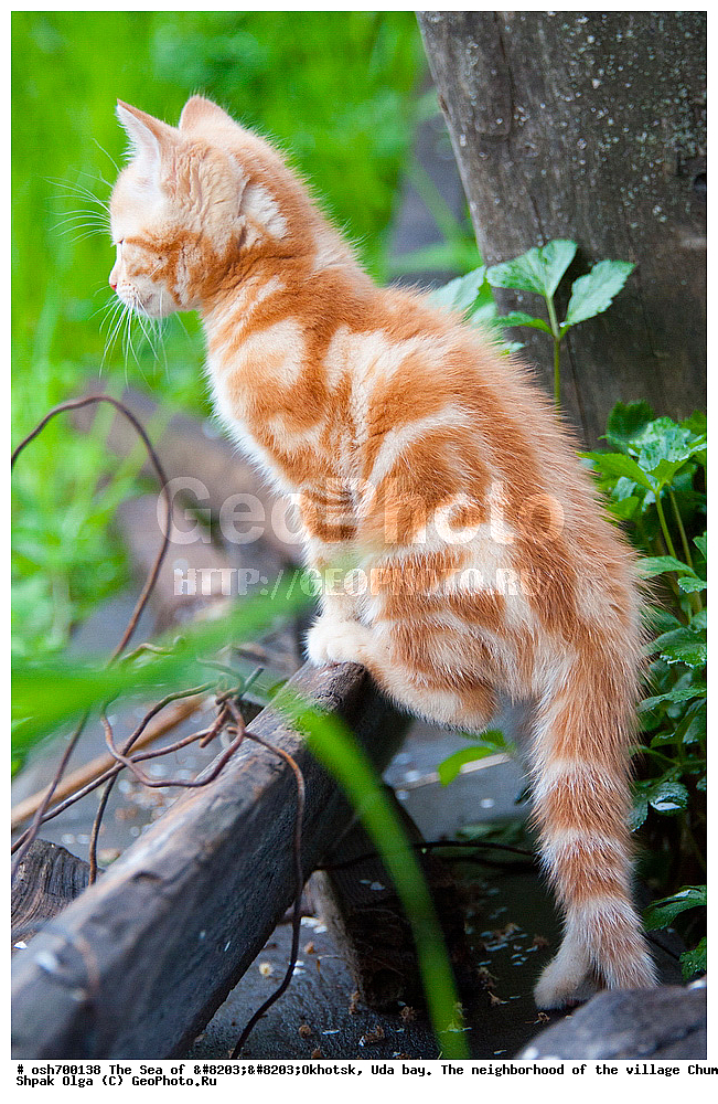 �������� ����, ���������, ����������� ����, �����, ���, ������ ����, ���� �������, ������, ���� ���