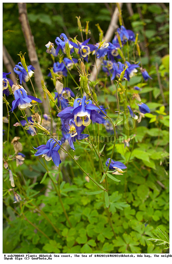 ��������, ��������, �����, ������, �������� ����, ���������, ����������� ����, �����, ���, ������ ����, ���������� �����, ����������, �����, ����������, ���� �������, ������, ���� ���, �����, ���������� �����, ������� ������