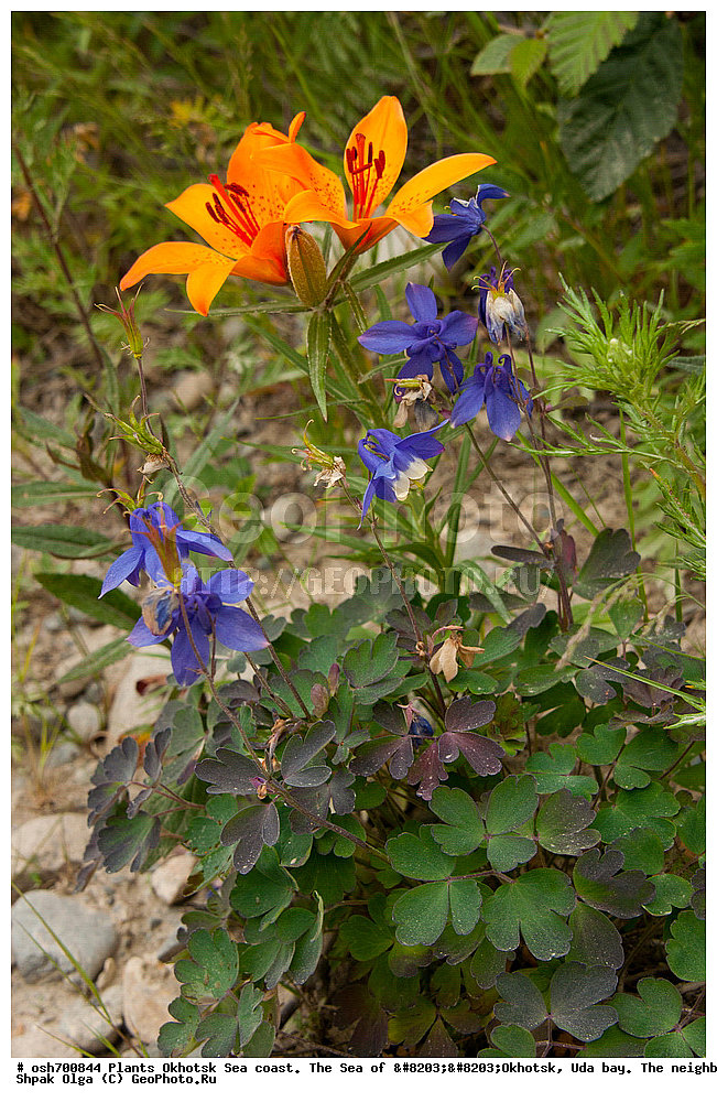 ��������, ��������, �����, ������, �������� ����, ���������, ����������� ����, �����, ���, ������ ����, ���������� �����, ����������, �����, ����������, ���� �������, ������, ���� ���, �����, ���������� �����, ������� ������, ������ ��������, �����, ���������� ��������, ������������ ��������, ������������ ��������, ������, �����, XYZ, ��������, Liliaceae, ����� ��������������, ����� ��������, ����� �����������, Lilium pensylvanicum, Lilium dauricum, Lilium maculatum ssp. dauricum, Lilium pensylvanicum ssp. sachalinense, Lilium sachalinense