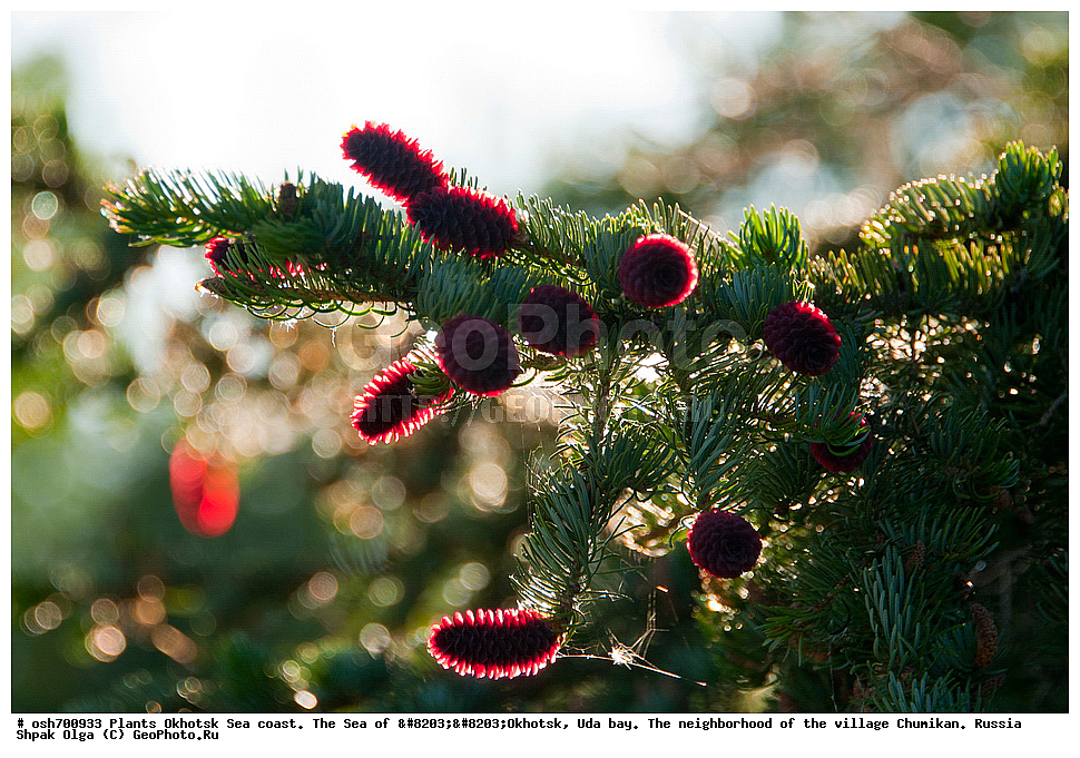 ��������, ��������, �����, ������, �������� ����, ���������, ����������� ����, �����, ���, ������ ����, ���������� �����, ����������, �����, ����������, ���� �������, ������, ���� ���, �����, ���������� �����, ������� ������