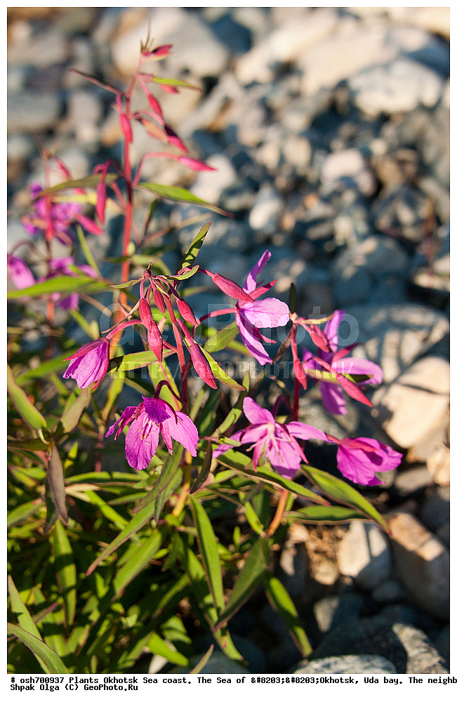 ��������, ��������, �����, ������, �������� ����, ���������, ����������� ����, �����, ���, ������ ����, ���������� �����, ����������, �����, ����������, ���� �������, ������, ���� ���, �����, ���������� �����, ������� ������