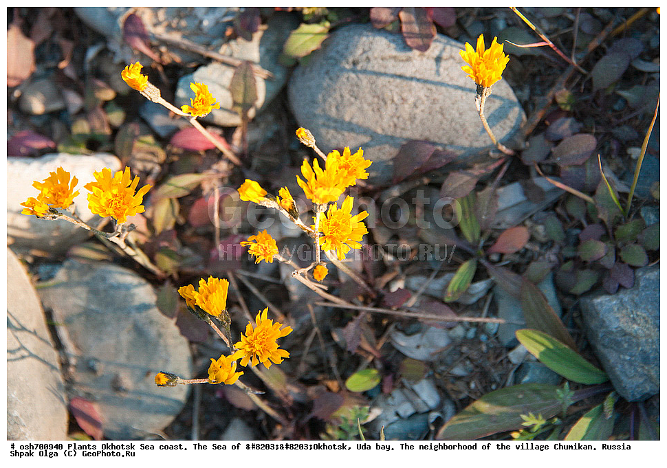 ��������, ��������, �����, ������, �������� ����, ���������, ����������� ����, �����, ���, ������ ����, ���������� �����, ����������, �����, ����������, ���� �������, ������, ���� ���, �����, ���������� �����, ������� ������