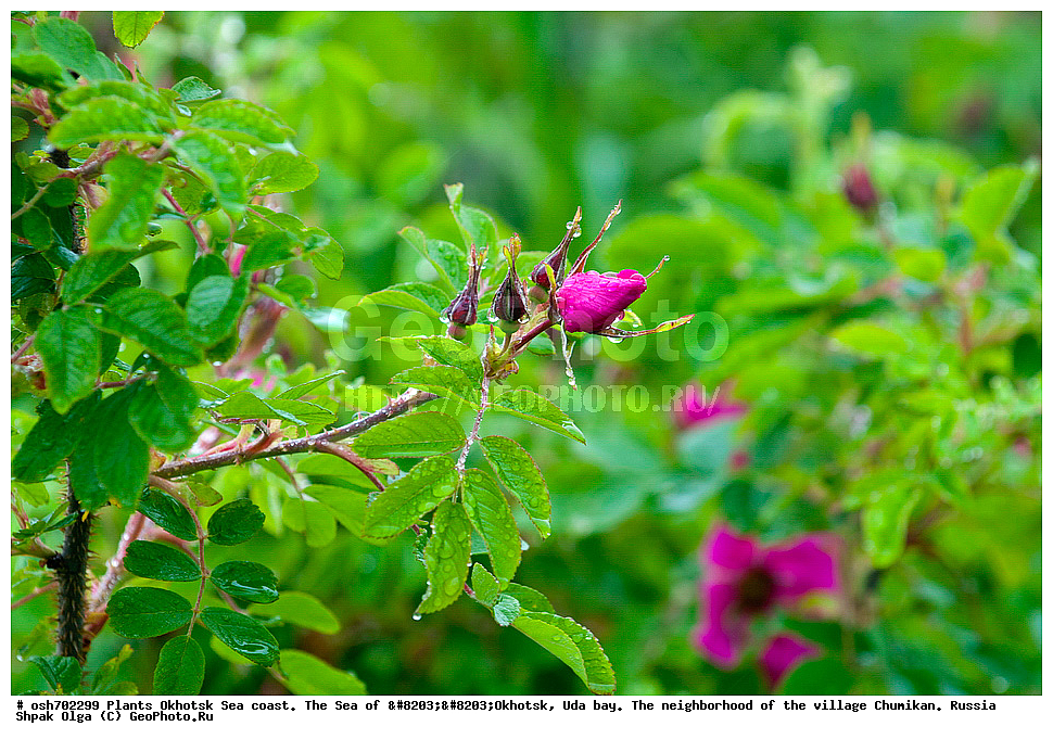 ��������, ��������, �����, ������, �������� ����, ���������, ����������� ����, �����, ���, ������ ����, ���������� �����, ����������, �����, ����������, ���� �������, ������, ���� ���, �����, ���������� �����, ������� ������