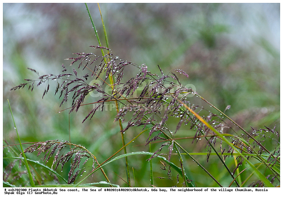 ��������, ��������, �����, ������, �������� ����, ���������, ����������� ����, �����, ���, ������ ����, ���������� �����, ����������, �����, ����������, ���� �������, ������, ���� ���, �����, ���������� �����, ������� ������