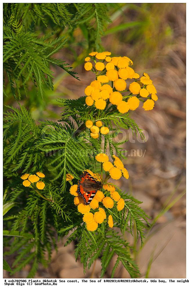 ��������, ��������, �����, ������, �������� ����, ���������, ����������� ����, �����, ���, ������ ����, ���������� �����, ����������, �����, ����������, ���� �������, ������, ���� ���, �����, ���������� �����, ������� ������