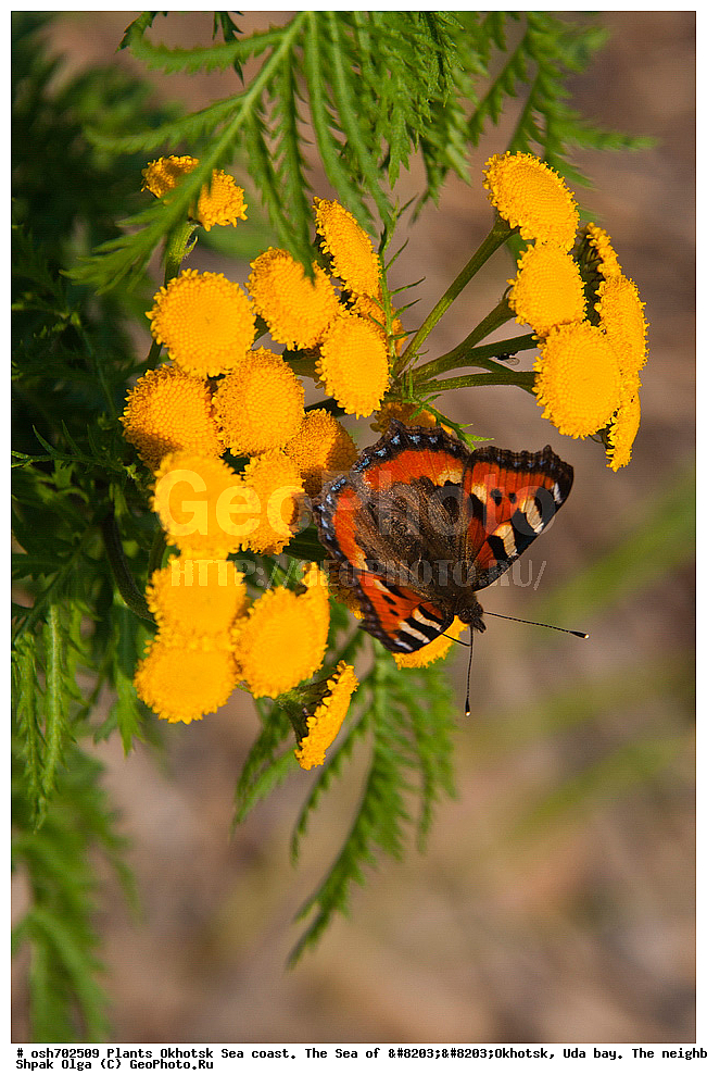 ��������, ��������, �����, ������, �������� ����, ���������, ����������� ����, �����, ���, ������ ����, ���������� �����, ����������, �����, ����������, ���� �������, ������, ���� ���, �����, ���������� �����, ������� ������