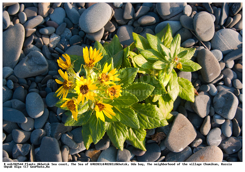 ��������, ��������, �����, ������, �������� ����, ���������, ����������� ����, �����, ���, ������ ����, ���������� �����, ����������, �����, ����������, ���� �������, ������, ���� ���, �����, ���������� �����, ������� ������