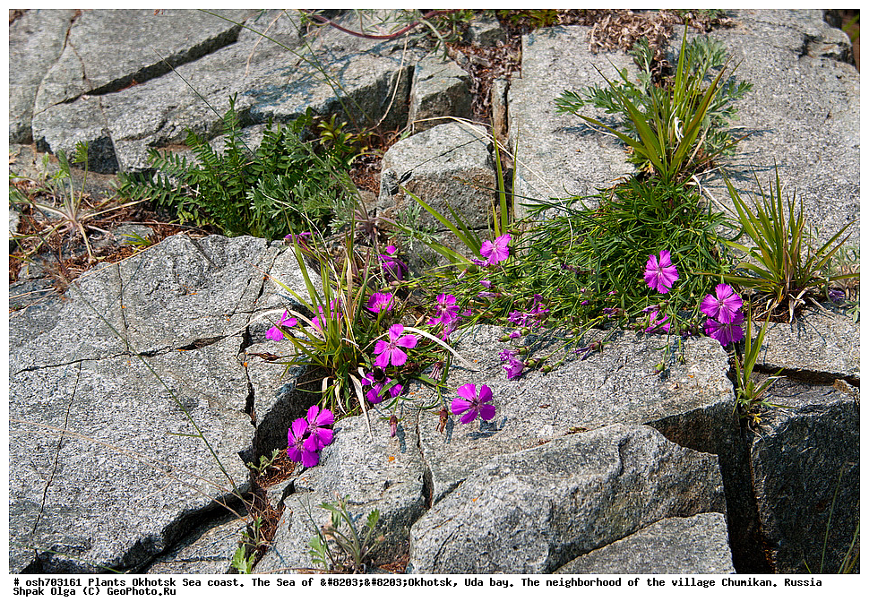 ��������, ��������, �����, ������, �������� ����, ���������, ����������� ����, �����, ���, ������ ����, ���������� �����, ����������, �����, ����������, ���� �������, ������, ���� ���, �����, ���������� �����, ������� ������