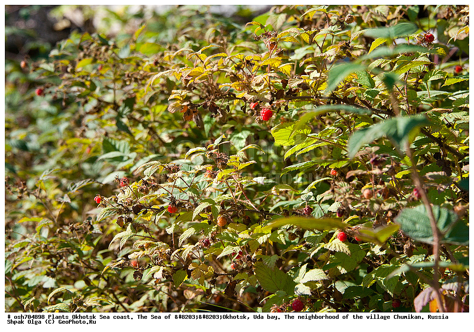 ��������, ��������, �����, ������, �������� ����, ���������, ����������� ����, �����, ���, ������ ����, ���������� �����, ����������, �����, ����������, ���� �������, ������, ���� ���, �����, ���������� �����, ������� ������