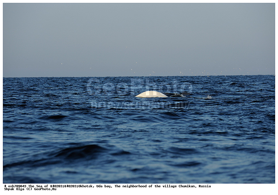 �������� ����, ���������, ����������� ����, �����, ���, ������ ����, ���� �������, ������, ���� ���, ������, ����� ���, �������������, �����, �����, XYZ, ����������, Monodontidae, ������, Delphinapterus leucas