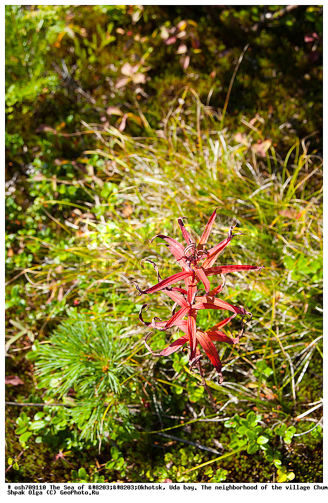 �������� ����, ���������, ����������� ����, �����, ���, ������ ����, ���� �������, ������, ���� ���