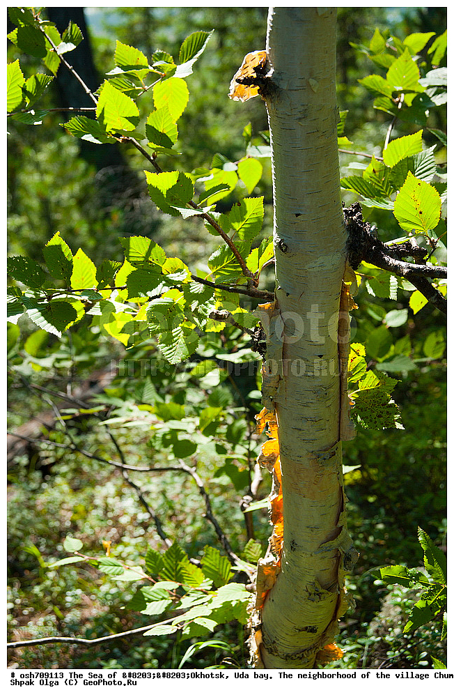 �������� ����, ���������, ����������� ����, �����, ���, ������ ����, ���� �������, ������, ���� ���