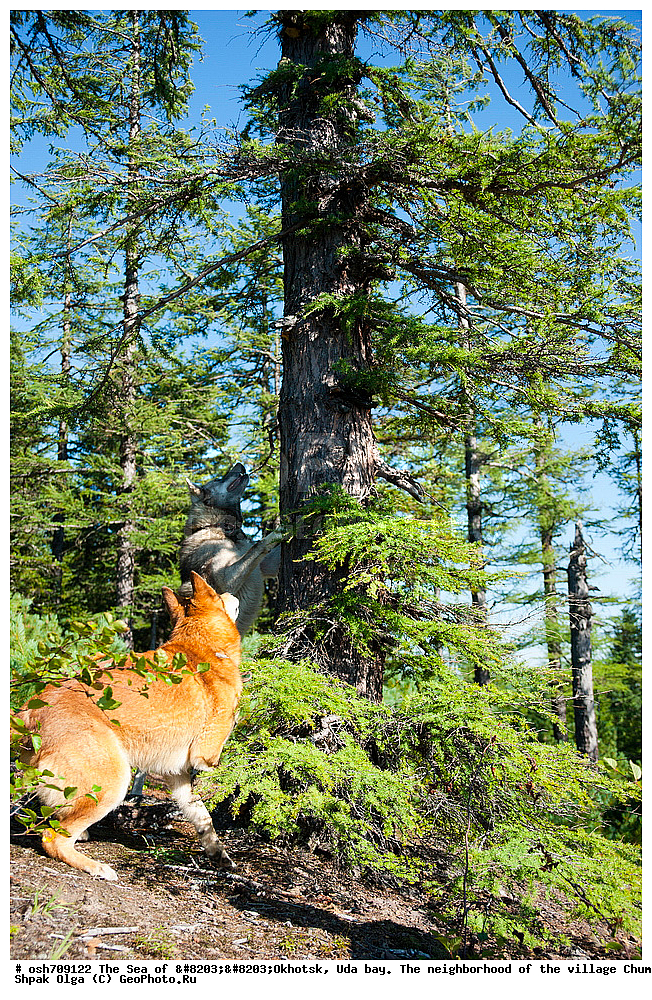 �������� ����, ���������, ����������� ����, �����, ���, ������ ����, ���� �������, ������, ���� ���