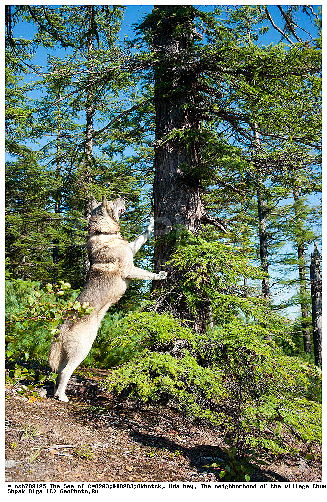 �������� ����, ���������, ����������� ����, �����, ���, ������ ����, ���� �������, ������, ���� ���