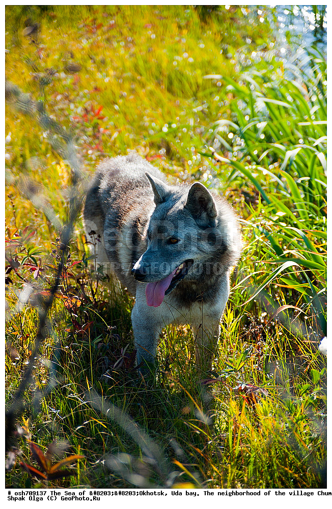 �������� ����, ���������, ����������� ����, �����, ���, ������ ����, ���� �������, ������, ���� ���