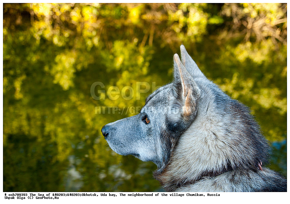 �������� ����, ���������, ����������� ����, �����, ���, ������ ����, ���� �������, ������, ���� ���