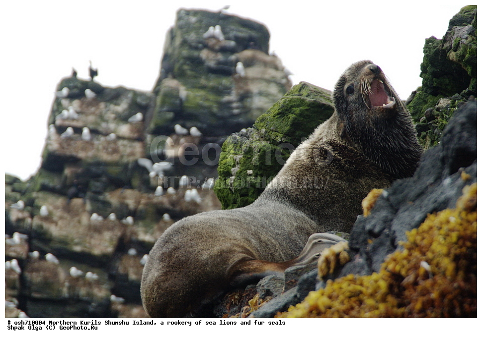 ���������� �������, ����� �����, �������� ������, ������, ����� �������, �������, �����, ������� �����, ������, Eumetopias jubatus, Callorhinus ursinus, �����