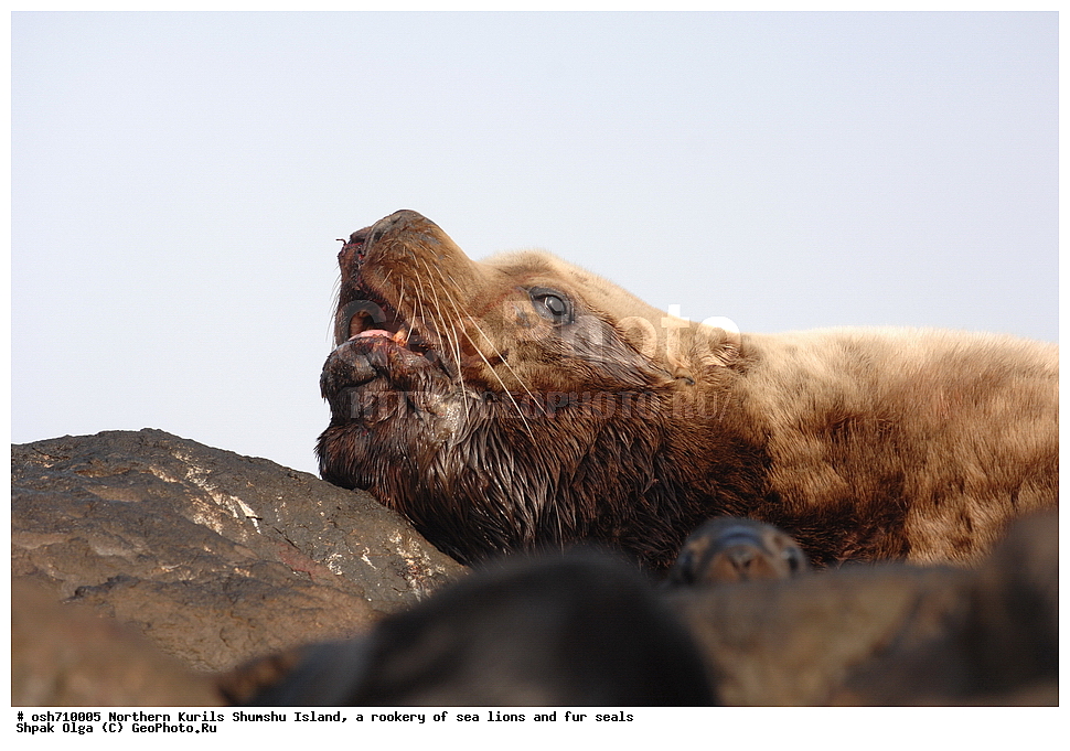 ���������� �������, ����� �����, �������� ������, ������, ����� �������, �������, �����, ������� �����, ������, Eumetopias jubatus, Callorhinus ursinus, �����