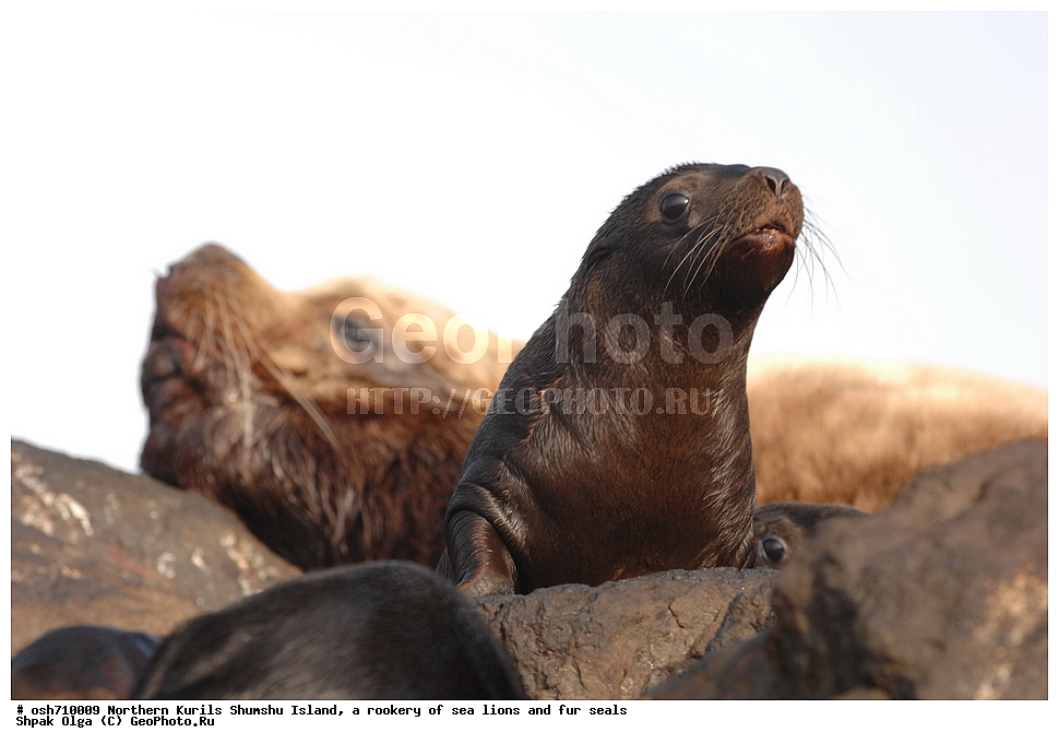 ���������� �������, ����� �����, �������� ������, ������, ����� �������, �������, �����, ������� �����, ������, Eumetopias jubatus, Callorhinus ursinus