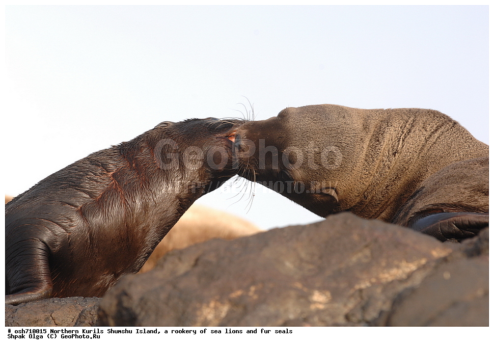 ���������� �������, ����� �����, �������� ������, ������, ����� �������, �������, �����, ������� �����, ������, Eumetopias jubatus, Callorhinus ursinus, �����