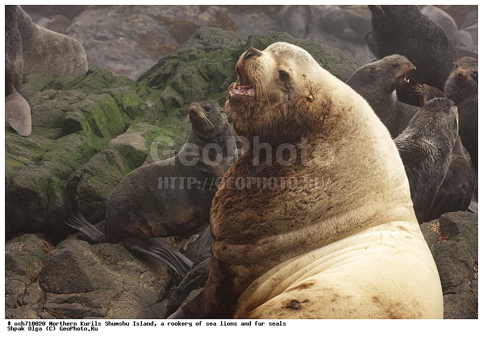 ���������� �������, ����� �����, �������� ������, ������, ����� �������, �������, �����, ������� �����, ������, Eumetopias jubatus, Callorhinus ursinus, �����