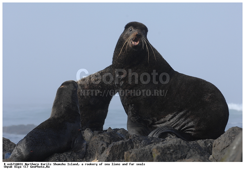 ���������� �������, ����� �����, �������� ������, ������, ����� �������, �������, �����, ������� �����, ������, Eumetopias jubatus, Callorhinus ursinus, �����