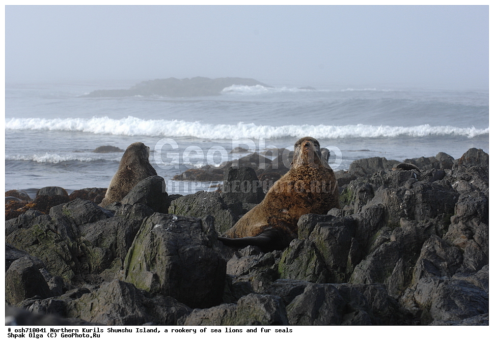 ���������� �������, ����� �����, �������� ������, ������, ����� �������, �������, �����, ������� �����, ������, Eumetopias jubatus, Callorhinus ursinus, �����