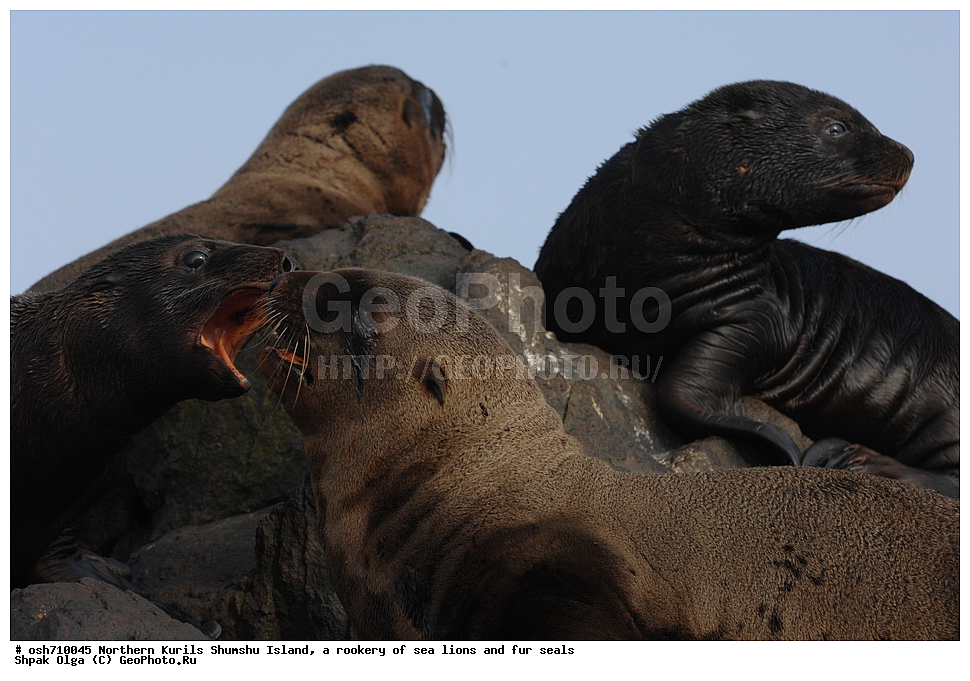 ���������� �������, ����� �����, �������� ������, ������, ����� �������, �������, �����, ������� �����, ������, Eumetopias jubatus, Callorhinus ursinus