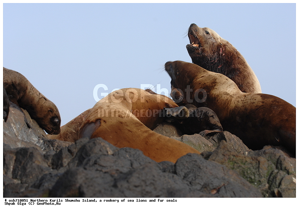 ���������� �������, ����� �����, �������� ������, ������, ����� �������, �������, �����, ������� �����, ������, Eumetopias jubatus, Callorhinus ursinus, �����