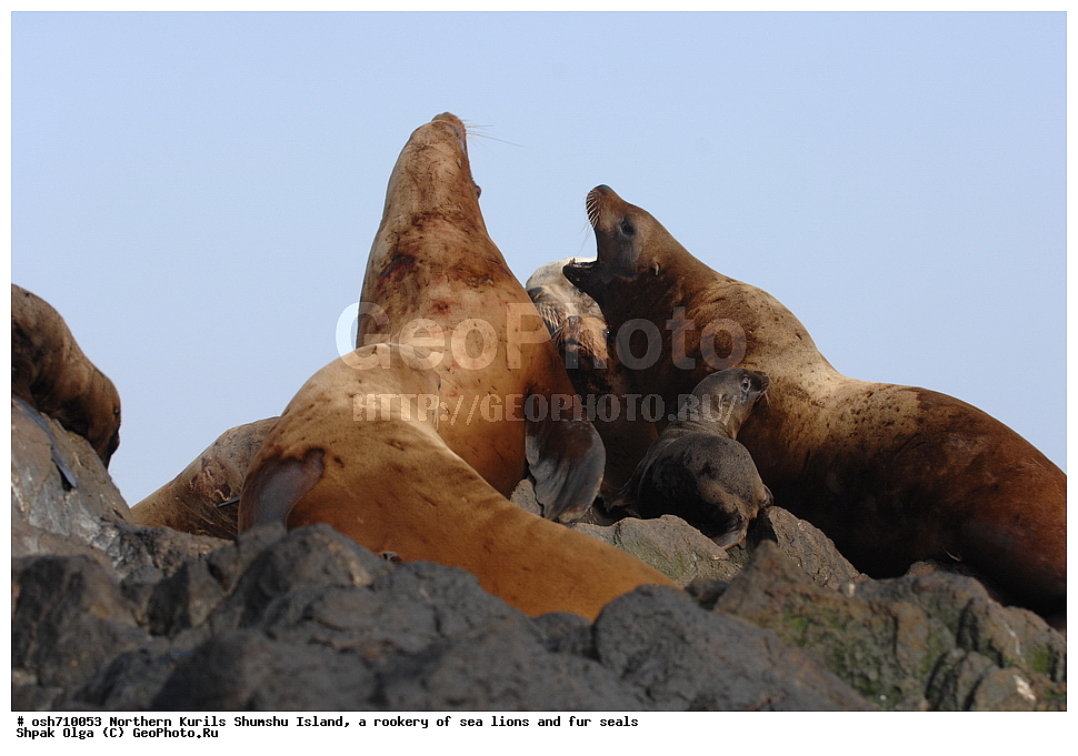 ���������� �������, ����� �����, �������� ������, ������, ����� �������, �������, �����, ������� �����, ������, Eumetopias jubatus, Callorhinus ursinus, �����