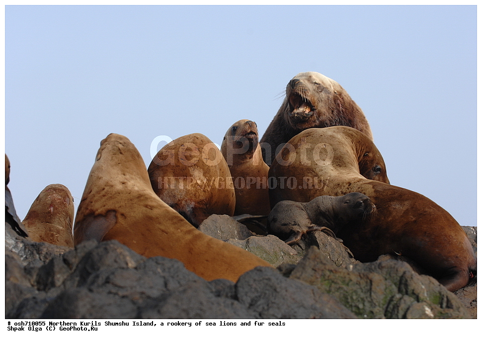 ���������� �������, ����� �����, �������� ������, ������, ����� �������, �������, �����, ������� �����, ������, Eumetopias jubatus, Callorhinus ursinus, �����