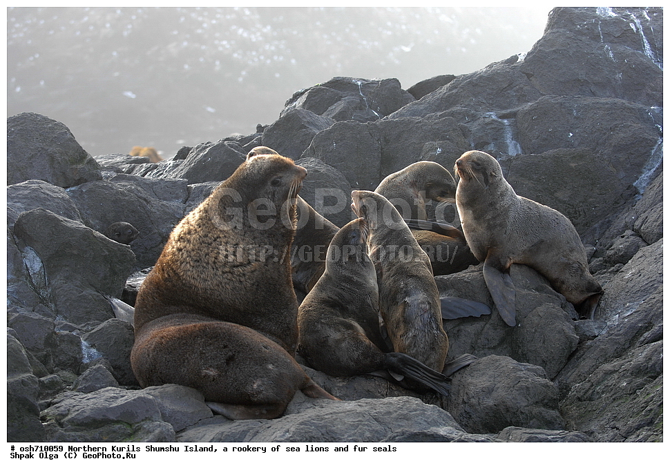 ���������� �������, ����� �����, �������� ������, ������, ����� �������, �������, �����, ������� �����, ������, Eumetopias jubatus, Callorhinus ursinus, �����