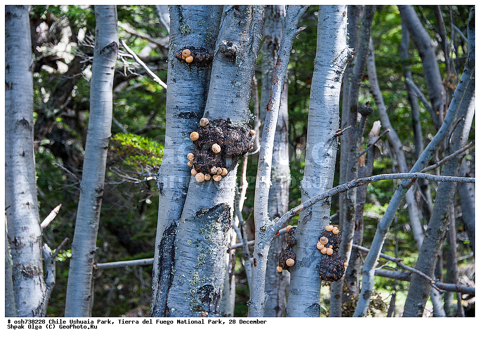 ����, ������, ����������, Tierra del Fuego, ������������ ����, �������, �������� �����