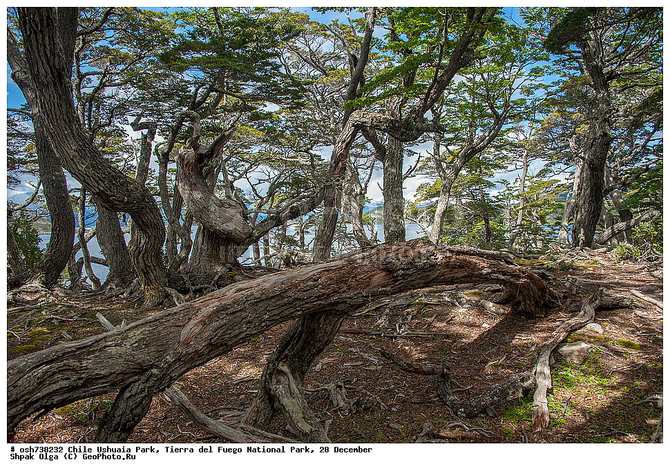 ����, ������, ����������, Tierra del Fuego, ������������ ����, �������, �������� �����