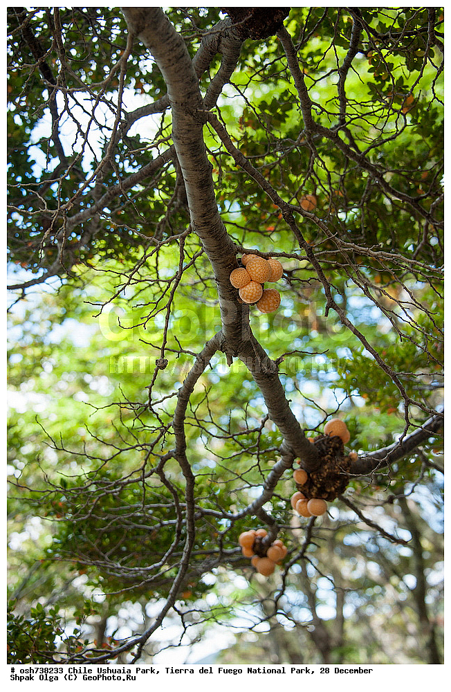 ����, ������, ����������, Tierra del Fuego, ������������ ����, �������, �������� �����