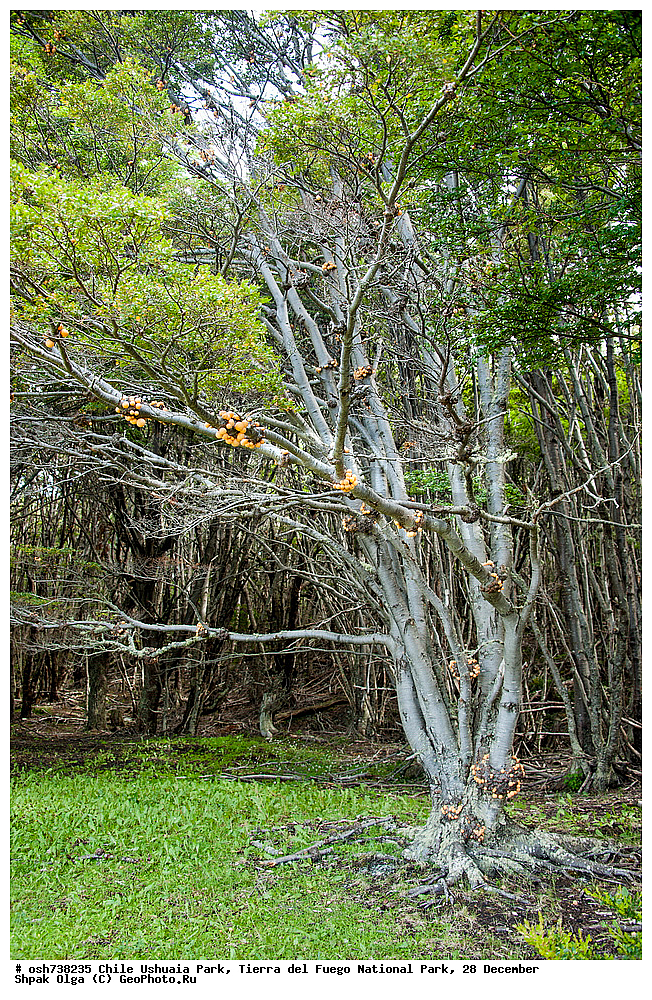 ����, ������, ����������, Tierra del Fuego, ������������ ����, �������, �������� �����