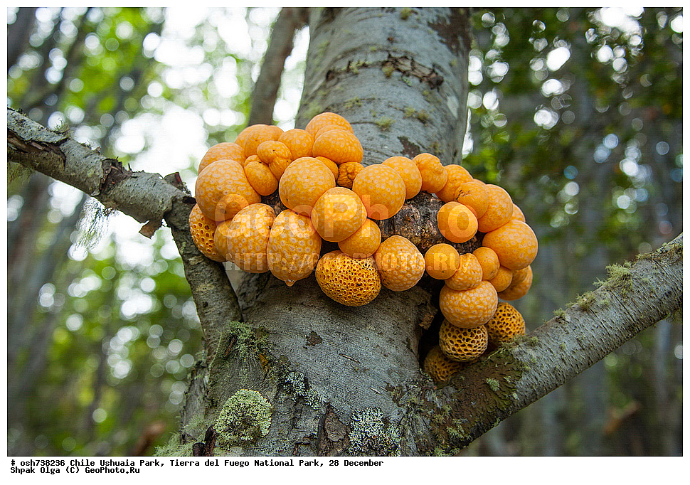 ����, ������, ����������, Tierra del Fuego, ������������ ����, �������, �������� �����