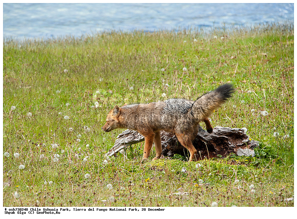 ����, ������, ����������, Tierra del Fuego, ������������ ����, �������, �������� �����, ��������, ��������, �������������, �������������, �����, �����, �������, ������, XYZ, ������, �������, ������, Canidae, ������� ������, Lycalopex culpaeus, Pseudalopex culpaeus