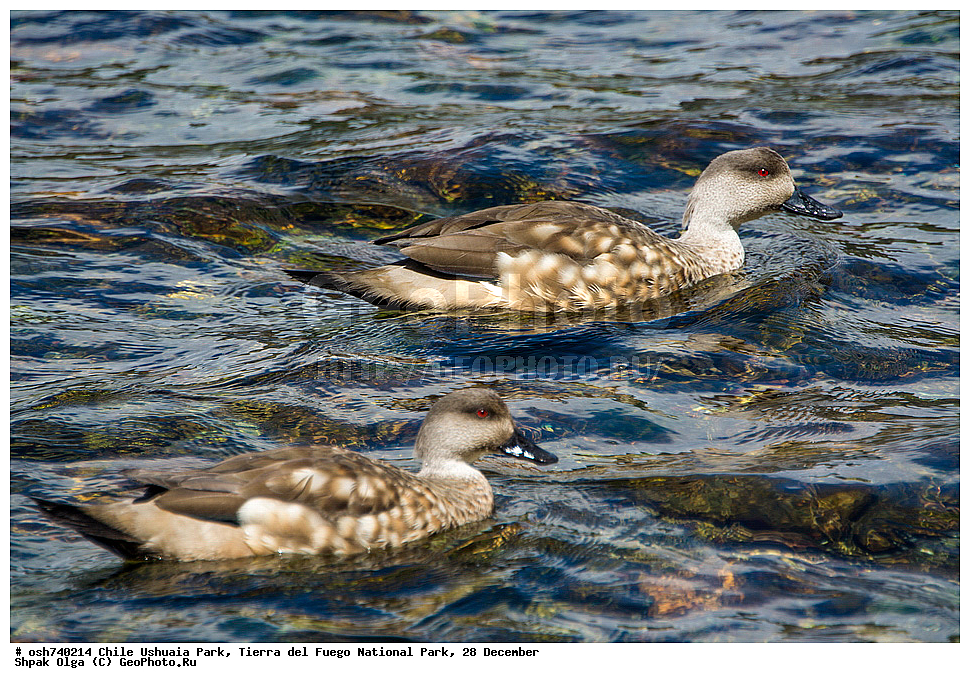 ����, ������, ����������, Tierra del Fuego, ������������ ����, �������, �������� �����, ��������, ��������, �����, �����, ��������, �����������, �����������������, ������������� �����, ������������� �����, XYZ, ������, Anatidae, �������� ����, Lophonetta specularioides