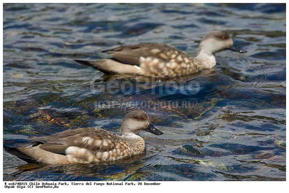 ����, ������, ����������, Tierra del Fuego, ������������ ����, �������, �������� �����, ��������, ��������, �����, �����, ��������, �����������, �����������������, ������������� �����, ������������� �����, XYZ, ������, Anatidae, �������� ����, Lophonetta specularioides