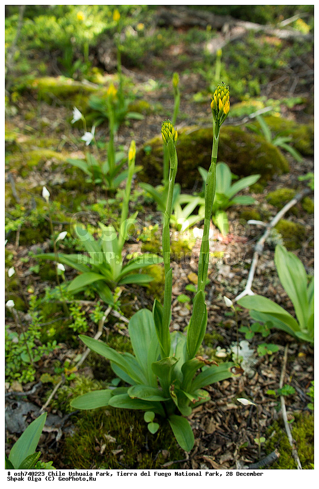 ����, ������, ����������, Tierra del Fuego, ������������ ����, �������, �������� �����