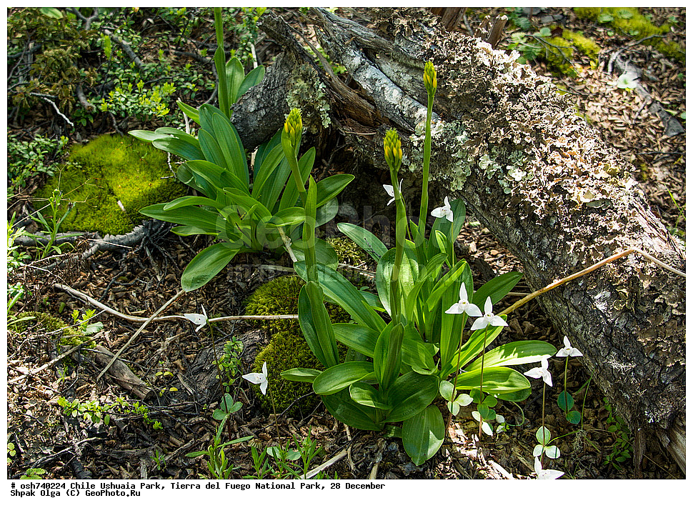 ����, ������, ����������, Tierra del Fuego, ������������ ����, �������, �������� �����