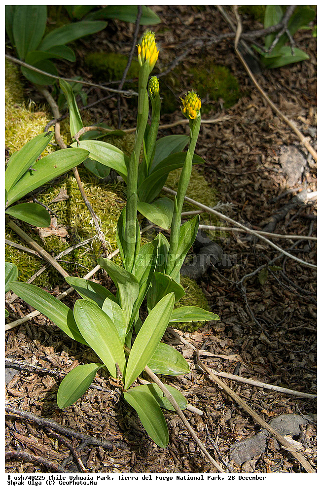 ����, ������, ����������, Tierra del Fuego, ������������ ����, �������, �������� �����