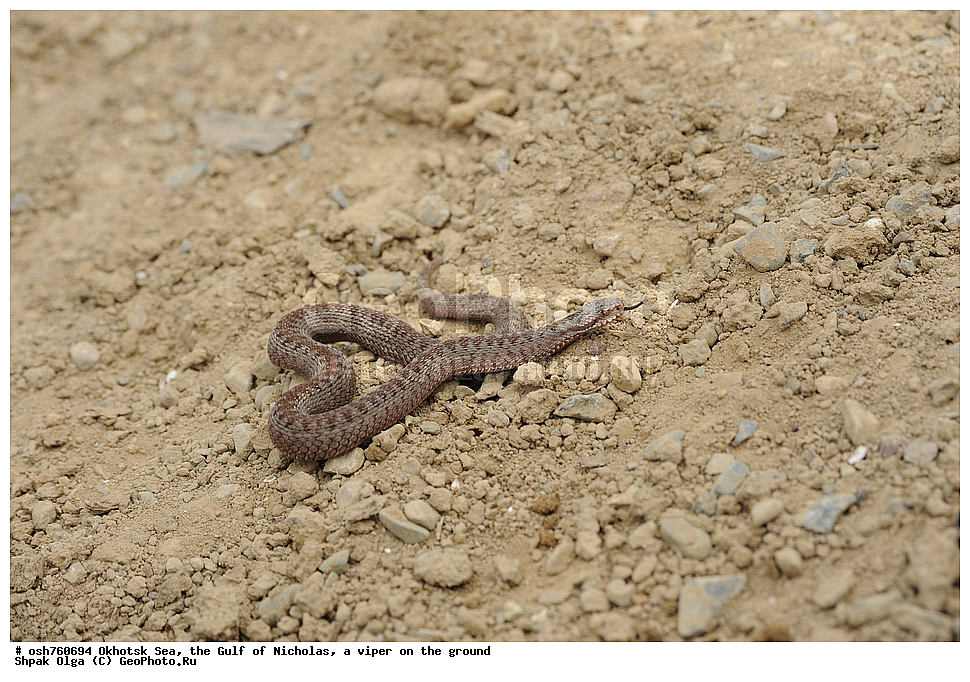 �������� ����, ����, �����, ����� �������, ������, ��������, ��������, ��������������, ��������������, ��������, ��������, ����, ����, XYZ, ���������, Viperidae, ������������ ������, Vipera berus