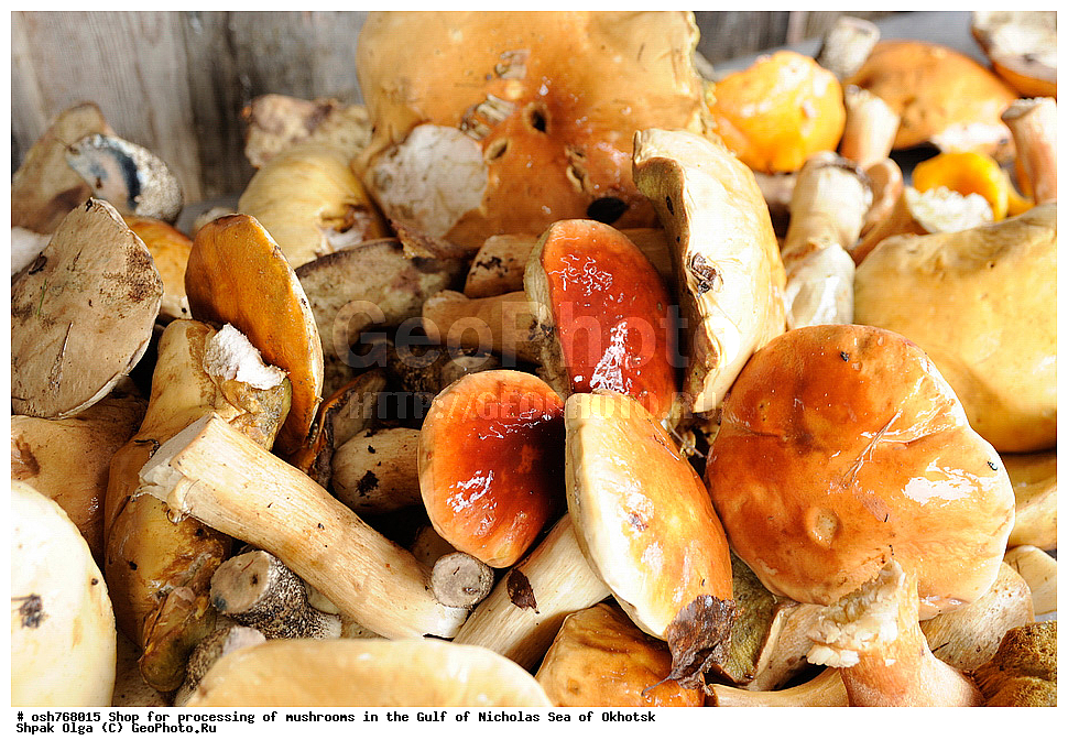 ���, �����������, �����, �����, �������� ����, ����� �������, ����