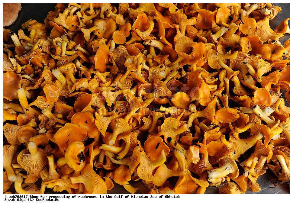 ���, �����������, �����, �����, �������� ����, ����� �������, ����