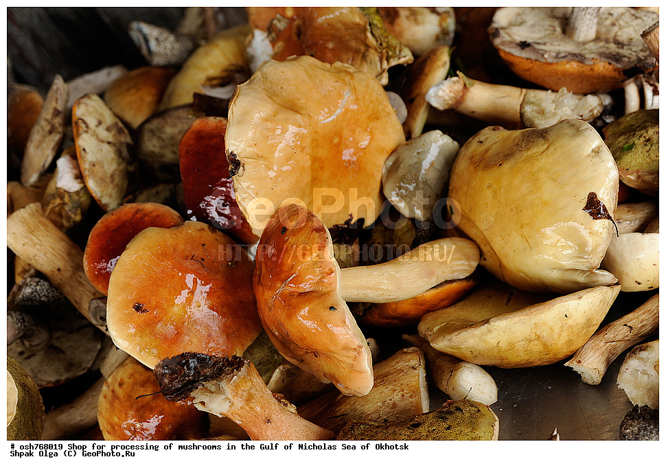 ���, �����������, �����, �����, �������� ����, ����� �������, ����